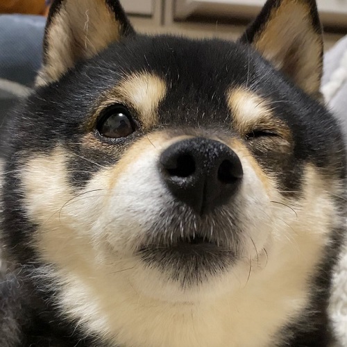 ウインクする柴犬