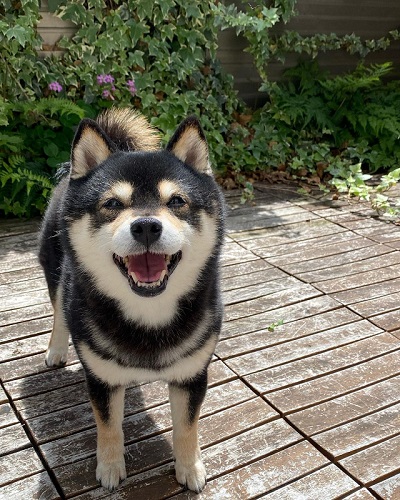 笑顔の柴犬