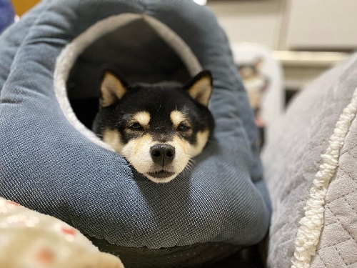 かわいい黒柴犬