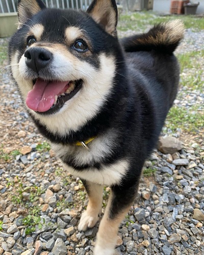 ニッコリする柴犬