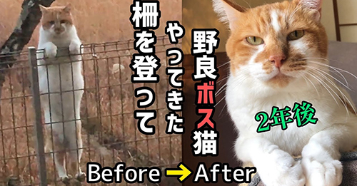 柵を乗り越えてやってきた野良猫のボス、保護されて2年後……　きょうだい猫たちを優しく導く姿にグッとくる | ねとらぼ
