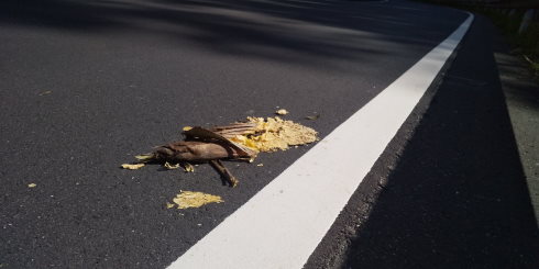 タケノコの轢死体