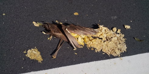 タケノコの轢死体