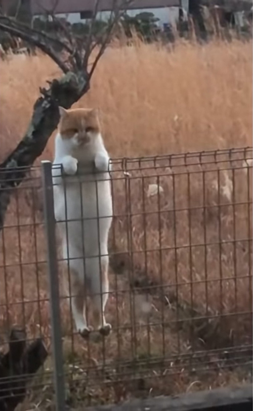 柵を乗り越えてきたデブくん