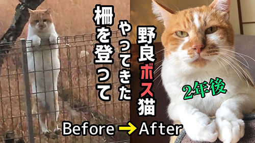 元野良猫