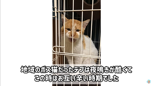 夜鳴きデブくん