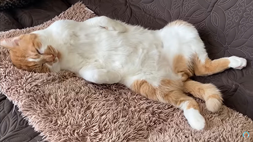 お腹見せデブくん