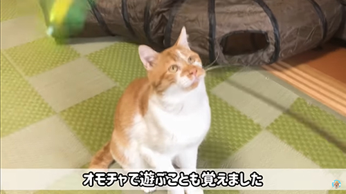 おもちゃで遊ぶデブくん