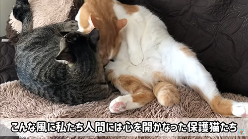 心を開かない保護猫とデブくん