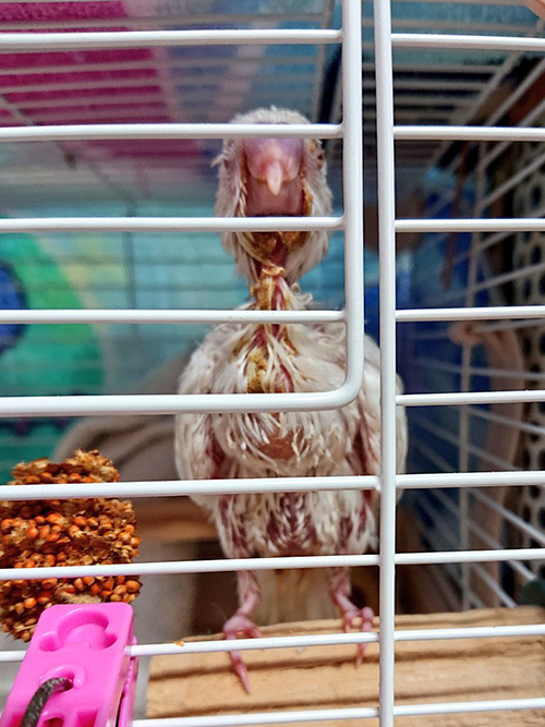 ぽんちゃんビフォー