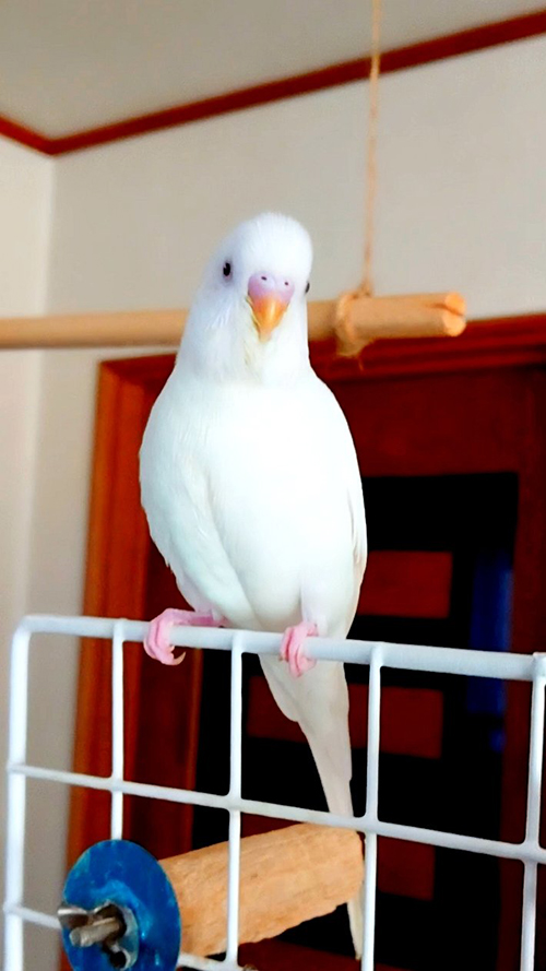 ぽんちゃんアフター