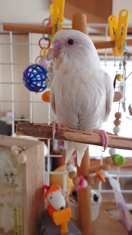 陽性がわかったころのぽんちゃん