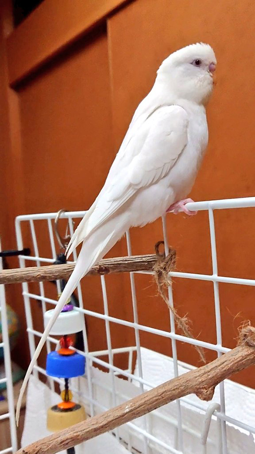 右を見るぽんちゃん