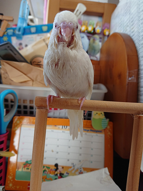 お迎えしたころのぽんちゃん