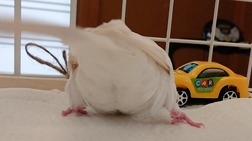 ぽんちゃんのおしり