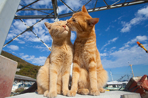 ラブラブな2匹の猫ちゃん