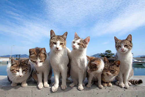 7匹の猫ちゃん