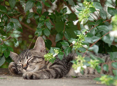 眠る猫ちゃん