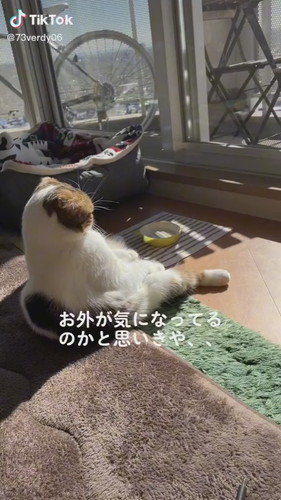 外を見張る猫
