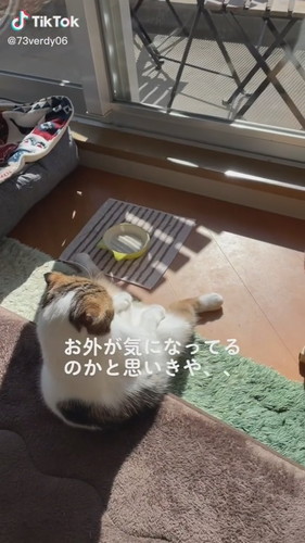 座っている猫