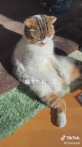 うとうとする猫
