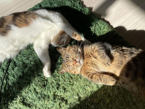 こうしちゃんとことらちゃん