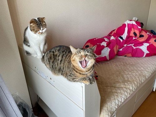 こうしちゃんとことらちゃん