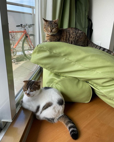 こうしちゃんとことらちゃん