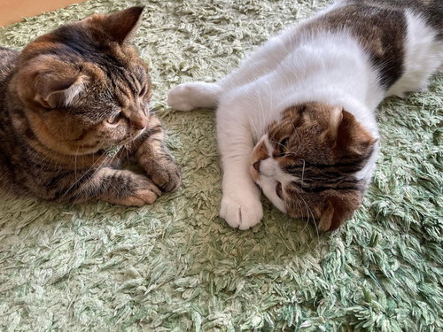 こうしちゃんとことらちゃん