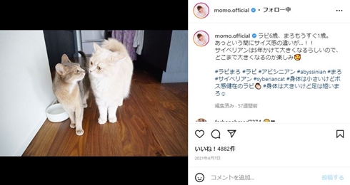 あいのり桃の飼い猫