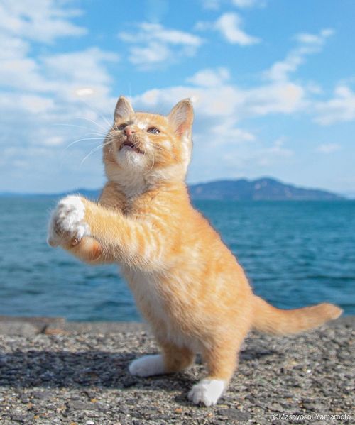 レシーブポーズの猫ちゃん