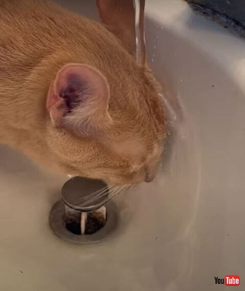 水を浴びる猫ちゃん寄り