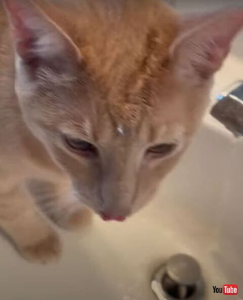 眉間に水滴が見える