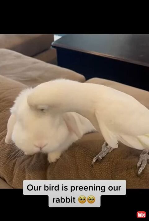 うさぎの前頭部を毛づくろいする鳥