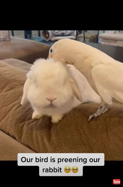 頭の前方を毛づくろい