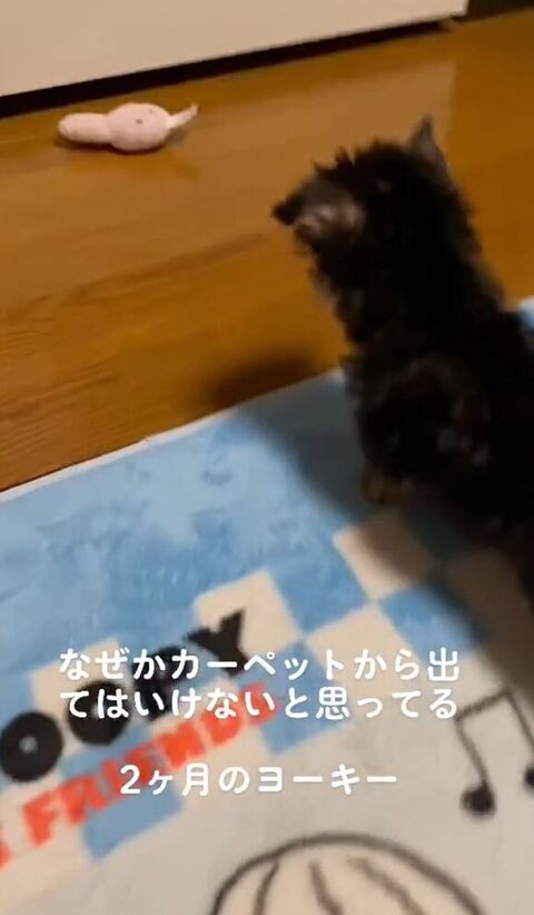 カーペット出ない犬