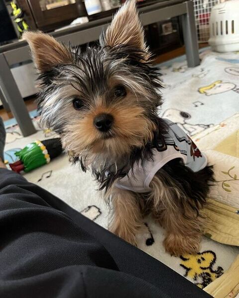 毛が伸びた子犬