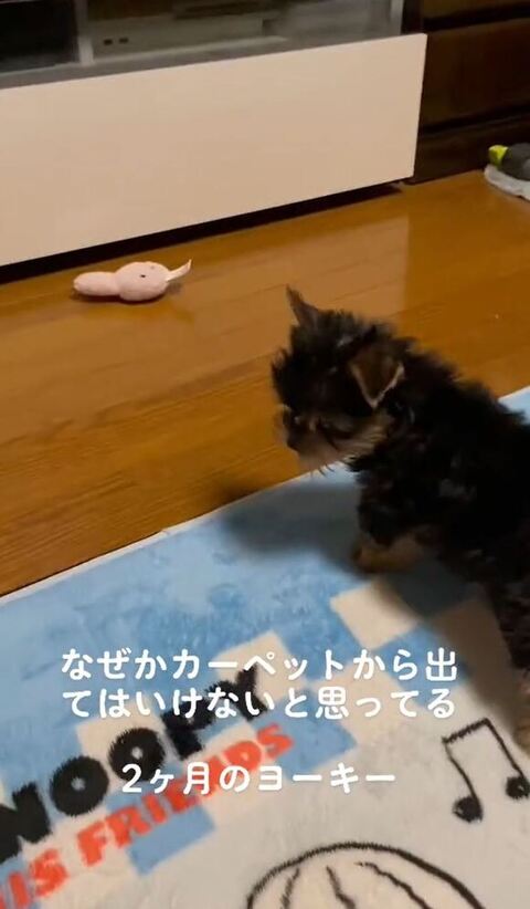 横を見る子犬