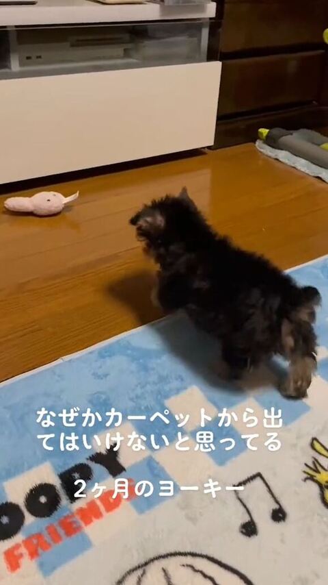 歩いていく子犬