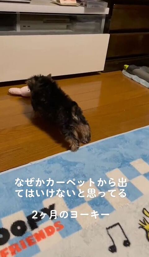 後ろ足を伸ばしている子犬