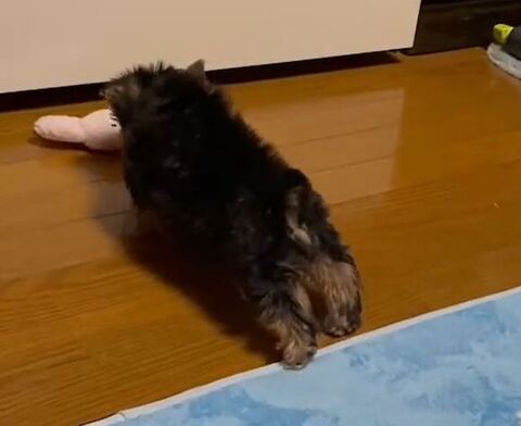 ヨーキーの子犬