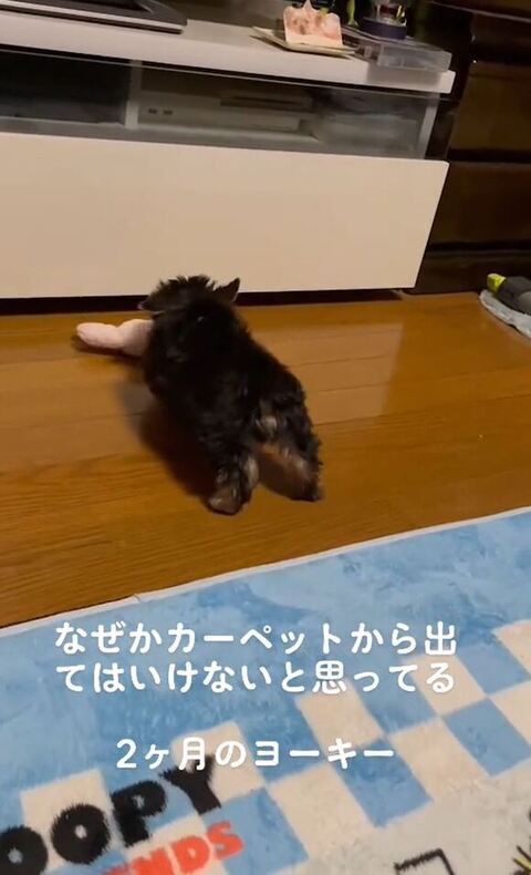 おもちゃに近づく子犬