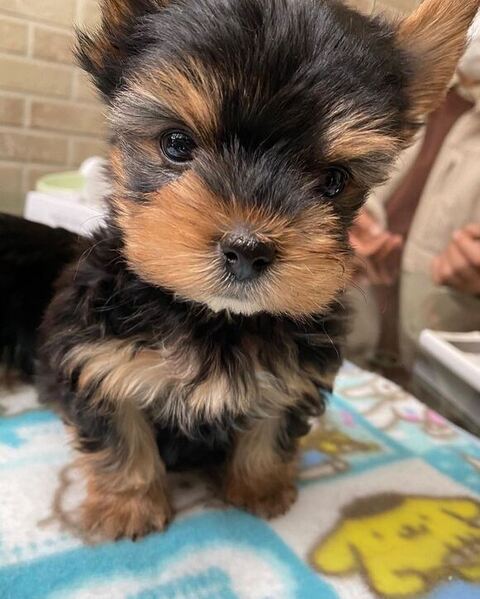 小さいころのワンコ正面