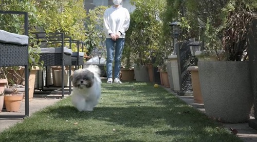 庭で走るよもぎちゃん