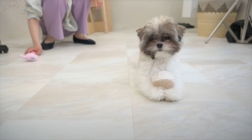 ボール遊びするよもぎちゃん