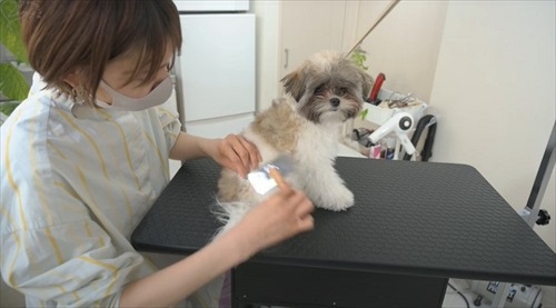 ブラッシングされるよもぎちゃん