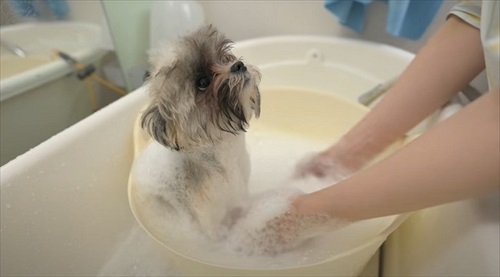 シャンプーされるよもぎちゃん