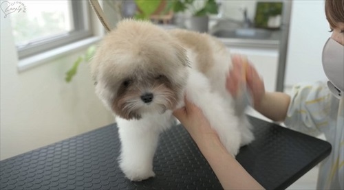 ドライヤーをかけるワンコ