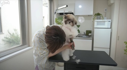 おなかの毛をカットされるワンコ