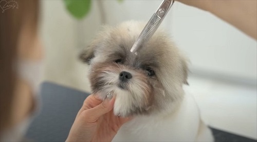 お顔周りをカットされるワンコ